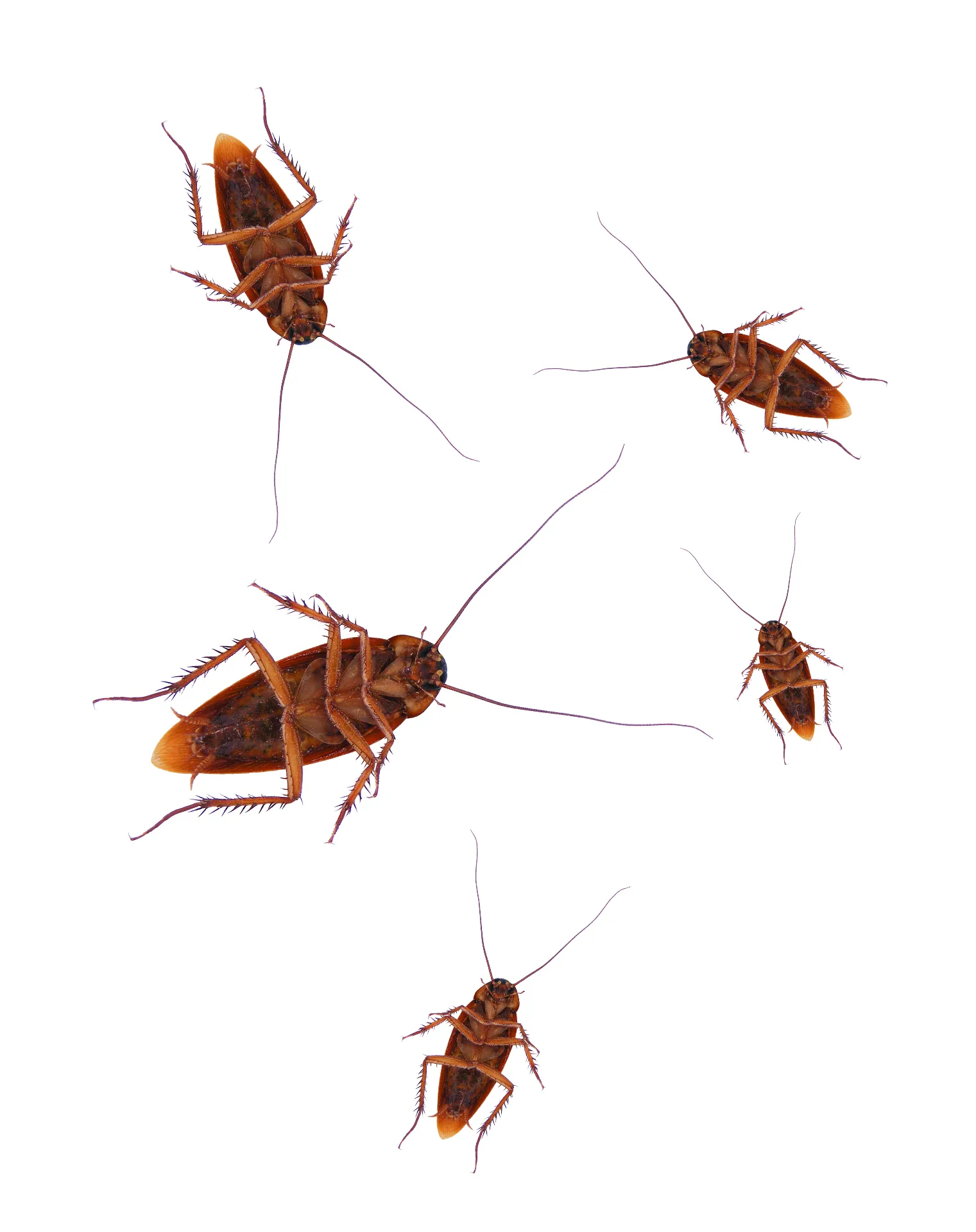 Cafards et coquerelles