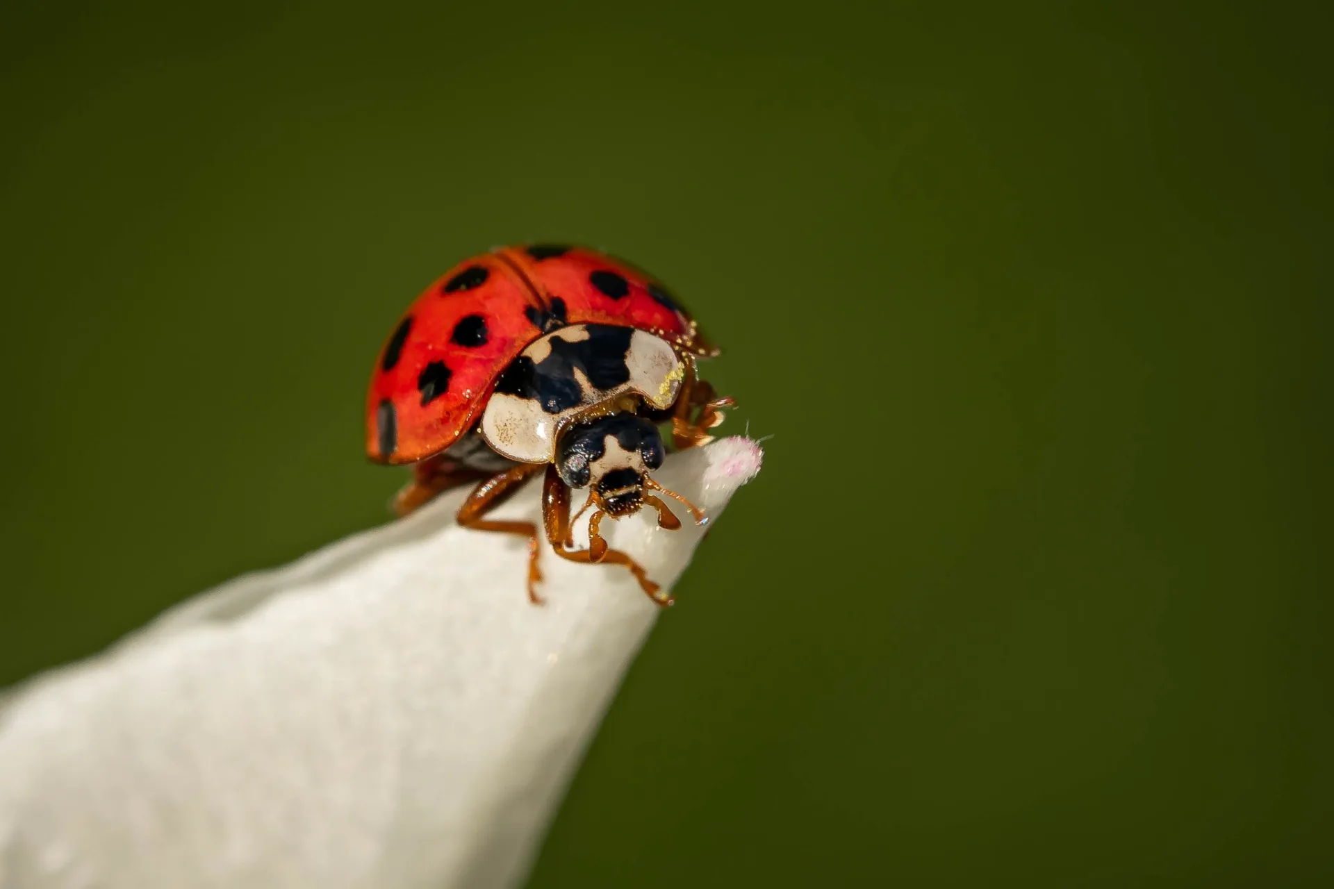 Coccinelles