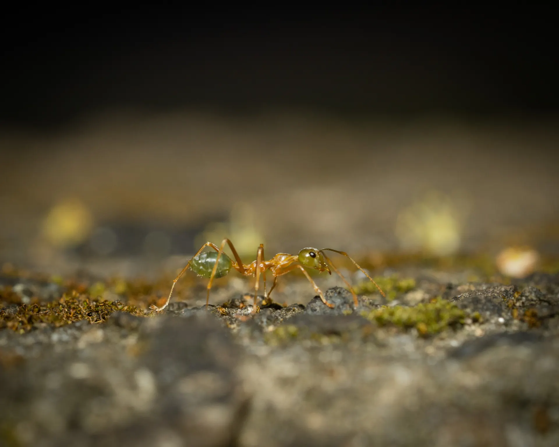 Fourmis pharaon — ProXTERM